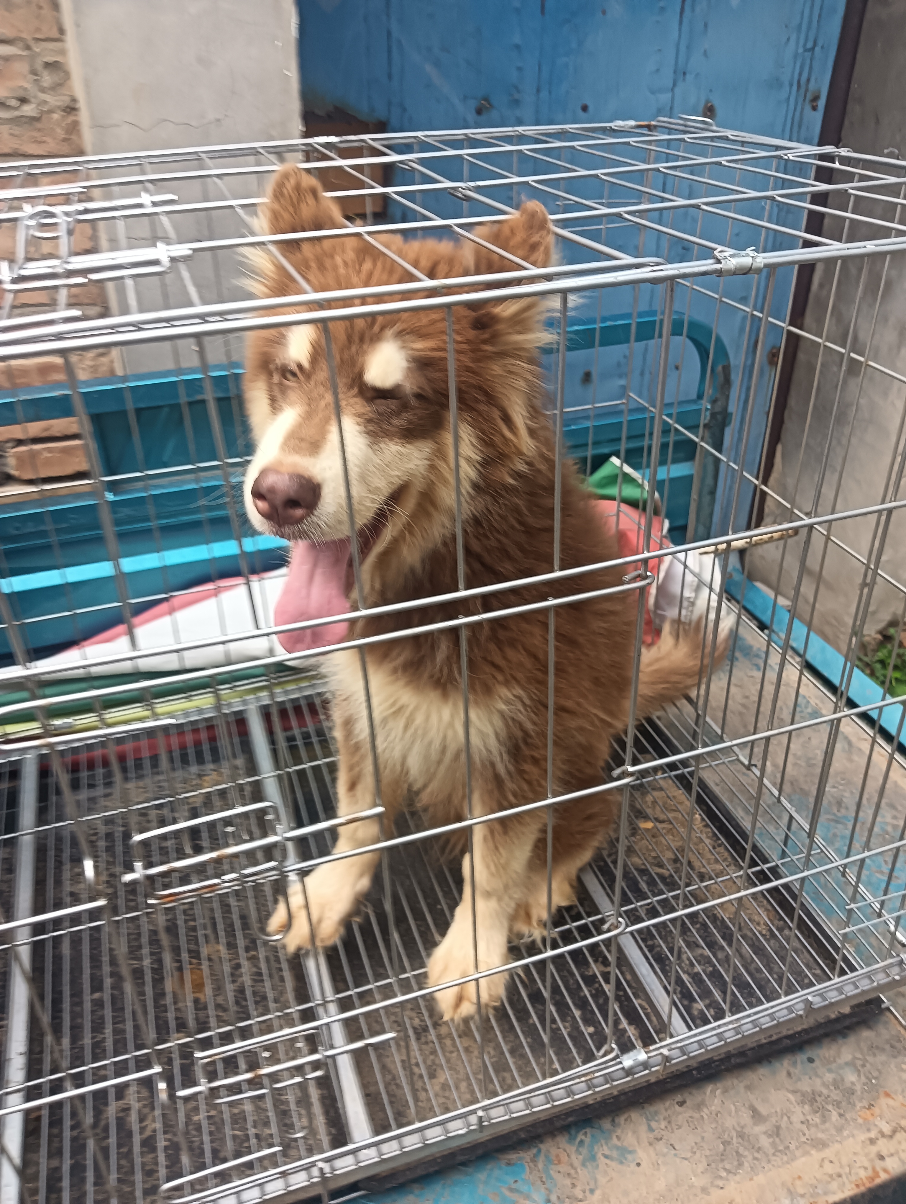红桃阿拉斯加